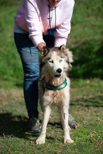 LUBE, Hund, Siberian Husky in Marsberg - Bild 6