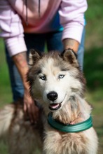 LUBE, Hund, Siberian Husky in Marsberg - Bild 7