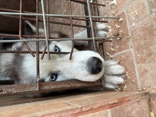 LUBE, Hund, Siberian Husky in Marsberg - Bild 9