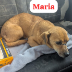 MARIA, Hund, Dackel-Mix in Rumänien