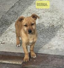 RUBIA, Hund, Mischlingshund in Spanien