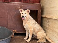 GRETEL, Hund, Mischlingshund in Blomesche Wildnis - Bild 1