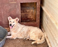 GRETEL, Hund, Mischlingshund in Blomesche Wildnis - Bild 2