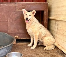 GRETEL, Hund, Mischlingshund in Blomesche Wildnis - Bild 3