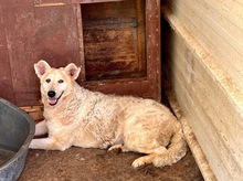 GRETEL, Hund, Mischlingshund in Blomesche Wildnis - Bild 4