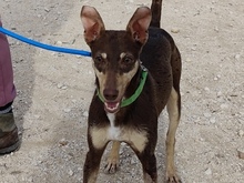 CAMILA, Hund, Podenco-Mix in Spanien