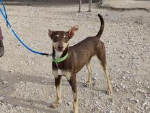 CAMILA, Hund, Podenco-Mix in Spanien - Bild 2