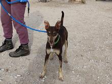 CAMILA, Hund, Podenco-Mix in Spanien - Bild 3