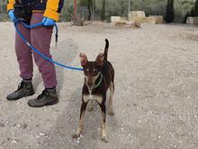 CAMILA, Hund, Podenco-Mix in Spanien - Bild 4