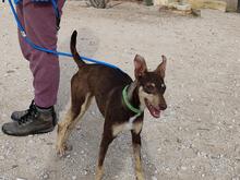 CAMILA, Hund, Podenco-Mix in Spanien - Bild 5