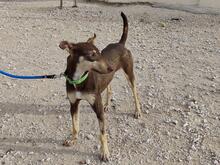 CAMILA, Hund, Podenco-Mix in Spanien - Bild 6