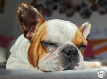 JULIO, Hund, Französische Bulldogge in Kassel - Bild 1