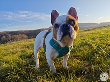 JULIO, Hund, Französische Bulldogge in Kassel - Bild 10