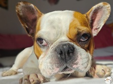 JULIO, Hund, Französische Bulldogge in Kassel - Bild 2