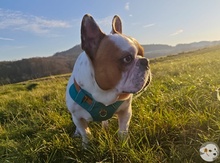 JULIO, Hund, Französische Bulldogge in Kassel - Bild 4