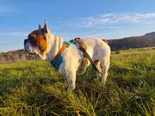 JULIO, Hund, Französische Bulldogge in Kassel - Bild 5