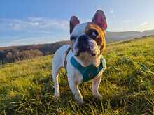 JULIO, Hund, Französische Bulldogge in Kassel - Bild 6