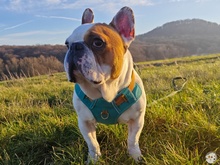 JULIO, Hund, Französische Bulldogge in Kassel - Bild 8