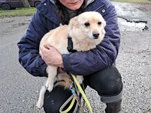 BOGYO, Hund, Corgi-Chihuahua-Mix in Ungarn - Bild 1