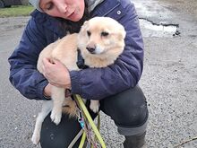 BOGYO, Hund, Corgi-Chihuahua-Mix in Ungarn - Bild 10