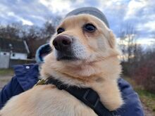 BOGYO, Hund, Corgi-Chihuahua-Mix in Ungarn - Bild 13