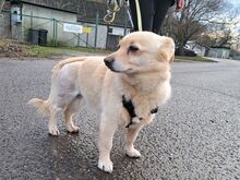 BOGYO, Hund, Corgi-Chihuahua-Mix in Ungarn - Bild 2