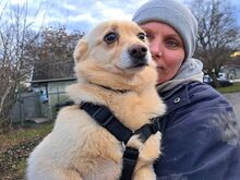 BOGYO, Hund, Corgi-Chihuahua-Mix in Ungarn - Bild 3