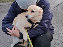 BOGYO, Hund, Corgi-Chihuahua-Mix in Ungarn - Bild 7