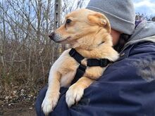 BOGYO, Hund, Corgi-Chihuahua-Mix in Ungarn - Bild 8