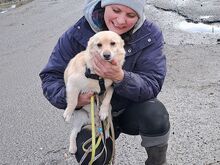 BOGYO, Hund, Corgi-Chihuahua-Mix in Ungarn - Bild 9