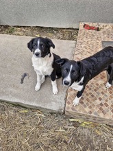 DOLLY, Hund, Mischlingshund in Rumänien - Bild 2