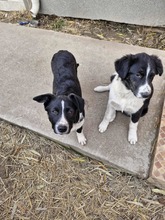 DOLLY, Hund, Mischlingshund in Rumänien - Bild 3