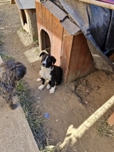 LEXY, Hund, Mischlingshund in Rumänien - Bild 5