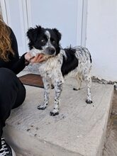 BISCUIT, Hund, Mischlingshund in Griechenland - Bild 1