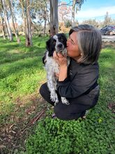 BISCUIT, Hund, Mischlingshund in Griechenland - Bild 3