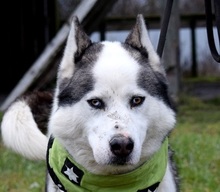 OKTAVIUS, Hund, Siberian Husky in Slowakische Republik - Bild 1