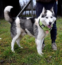 OKTAVIUS, Hund, Siberian Husky in Slowakische Republik - Bild 2