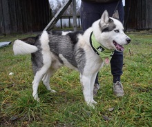 OKTAVIUS, Hund, Siberian Husky in Slowakische Republik - Bild 3