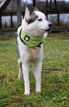 OKTAVIUS, Hund, Siberian Husky in Slowakische Republik - Bild 4