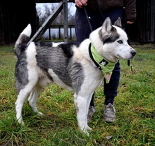 OKTAVIUS, Hund, Siberian Husky in Slowakische Republik - Bild 5