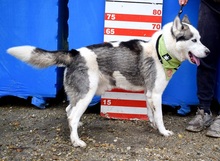 OKTAVIUS, Hund, Siberian Husky in Slowakische Republik - Bild 6