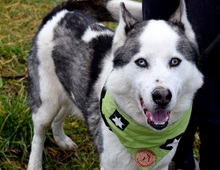 OKTAVIUS, Hund, Siberian Husky in Slowakische Republik - Bild 7