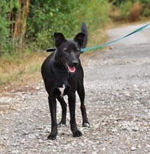 BONNIES252, Hund, Mischlingshund in Slowakische Republik - Bild 3