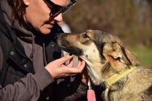 TAMARAS251, Hund, Mischlingshund in Slowakische Republik - Bild 11