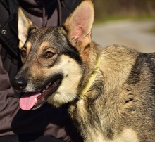 TAMARAS251, Hund, Mischlingshund in Slowakische Republik - Bild 4