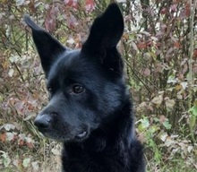 CHICCO, Hund, Labrador-Siberian Husky-Mix in Kleve - Bild 1