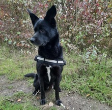 CHICCO, Hund, Labrador-Siberian Husky-Mix in Kleve - Bild 3