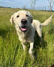 FREDDY, Hund, Mischlingshund in Rumänien - Bild 1