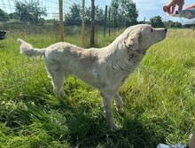 FREDDY, Hund, Mischlingshund in Rumänien - Bild 3