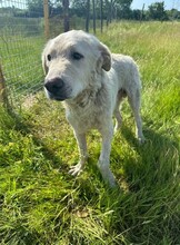 FREDDY, Hund, Mischlingshund in Rumänien - Bild 4